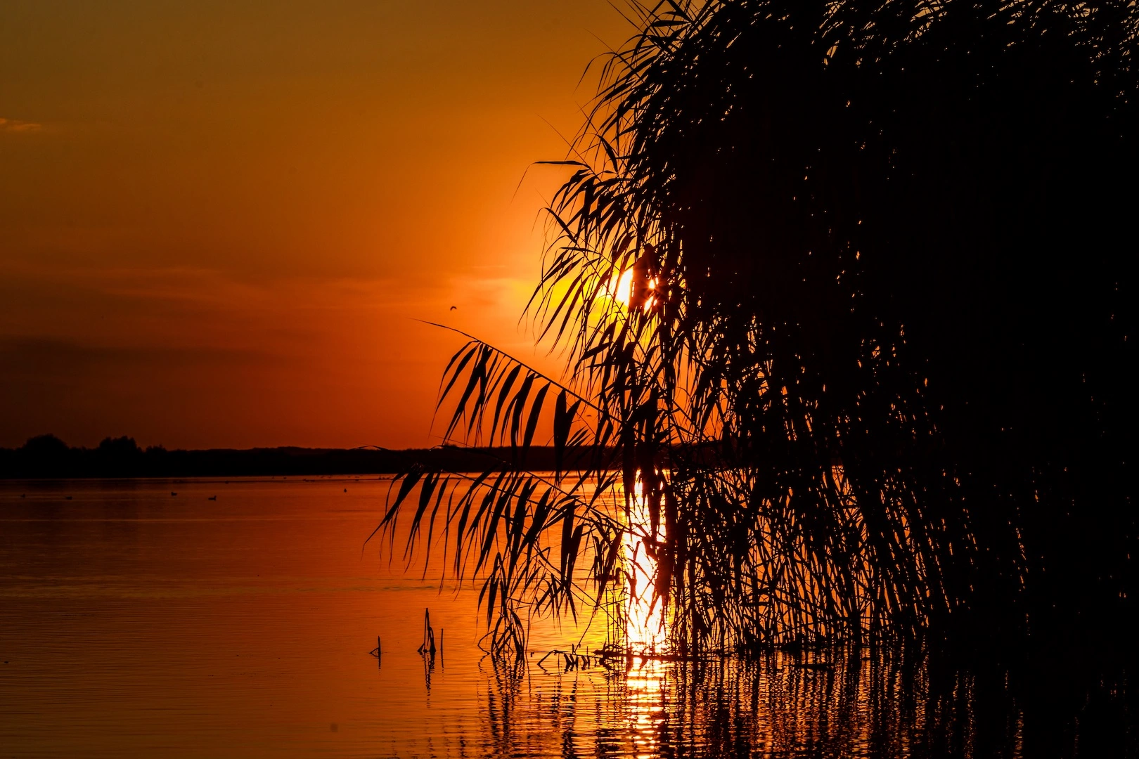 red sunset with sun behind reed